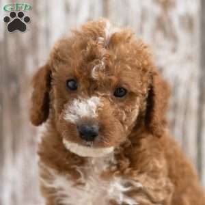 Klara, Mini Labradoodle Puppy